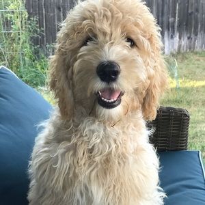 Meet your Posher, Allyson